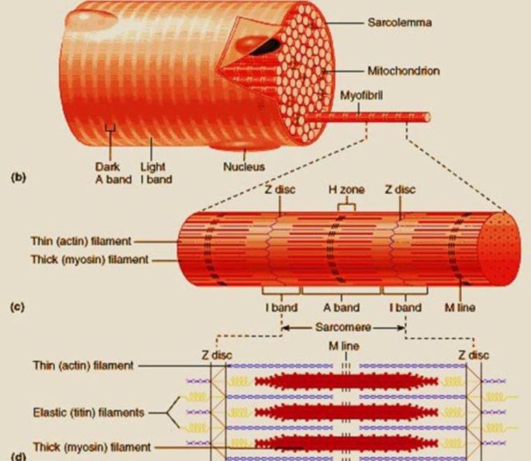Detail Gambar Struktur Otot Lurik Nomer 15