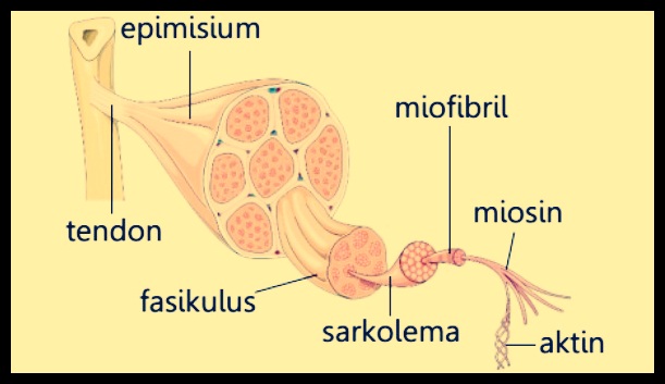 Detail Gambar Struktur Otot Lurik Nomer 17