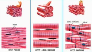 Detail Gambar Struktur Otot Lurik Nomer 21