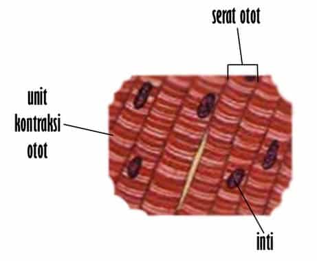 Detail Gambar Struktur Otot Lurik Nomer 23