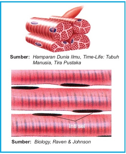 Detail Gambar Struktur Otot Lurik Nomer 24