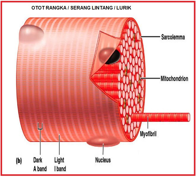 Detail Gambar Struktur Otot Lurik Nomer 25