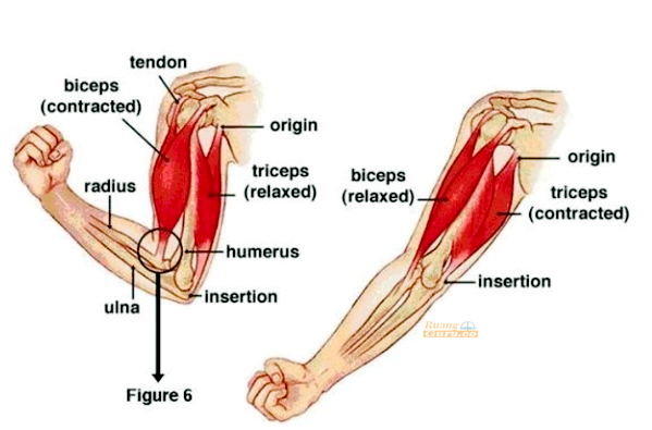 Detail Gambar Struktur Otot Lurik Nomer 26
