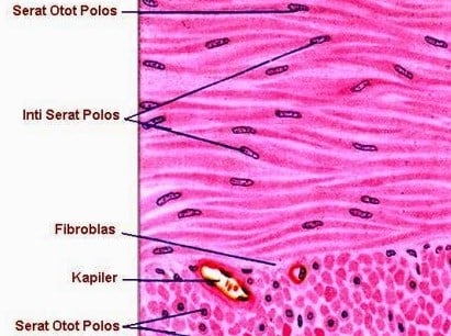 Detail Gambar Struktur Otot Lurik Nomer 31