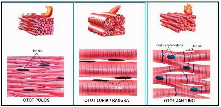 Detail Gambar Struktur Otot Lurik Nomer 35