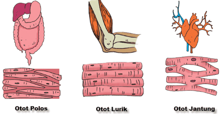 Detail Gambar Struktur Otot Lurik Nomer 37