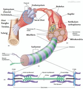 Detail Gambar Struktur Otot Lurik Nomer 43