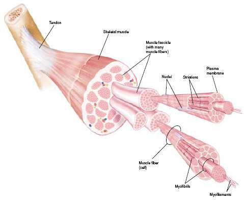 Detail Gambar Struktur Otot Lurik Nomer 46