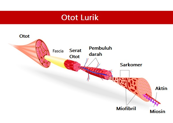 Detail Gambar Struktur Otot Lurik Nomer 6