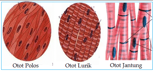 Detail Gambar Struktur Otot Lurik Nomer 48