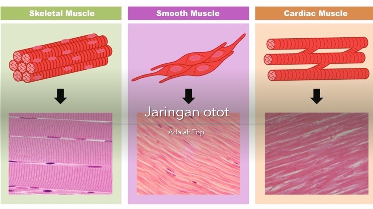 Detail Gambar Struktur Otot Lurik Nomer 50
