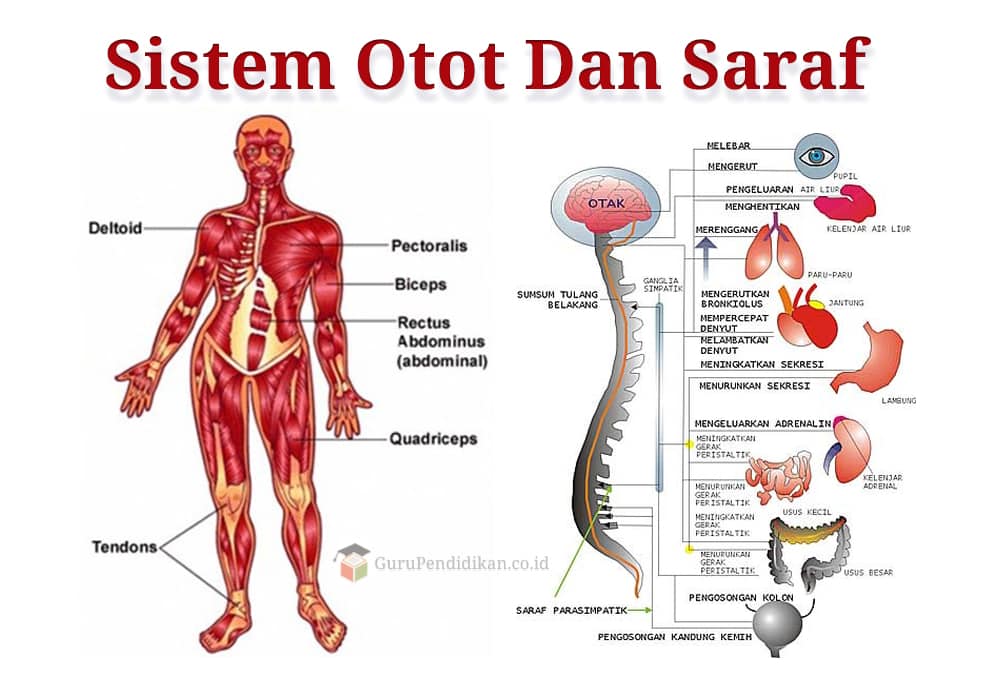 Detail Gambar Struktur Otot Lurik Nomer 53