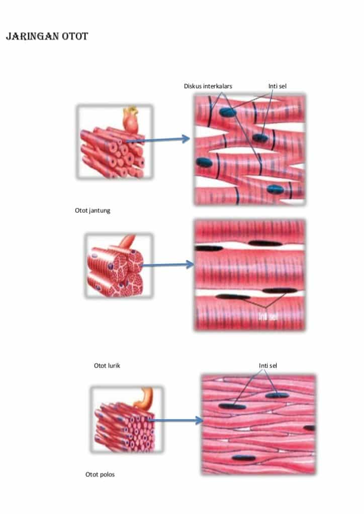 Detail Gambar Struktur Otot Lurik Nomer 54