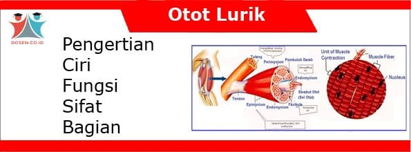 Detail Gambar Struktur Otot Lurik Nomer 8