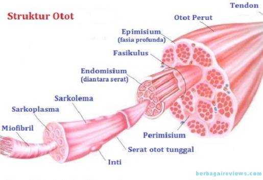 Detail Gambar Struktur Otot Lurik Nomer 10