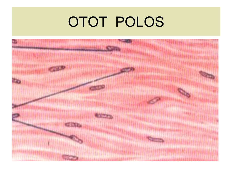 Detail Gambar Struktur Otot Polos Nomer 17