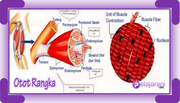Detail Gambar Struktur Otot Polos Nomer 21