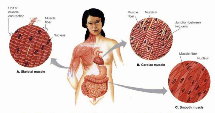 Detail Gambar Struktur Otot Polos Nomer 22