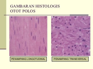 Detail Gambar Struktur Otot Polos Nomer 28