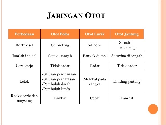 Detail Gambar Struktur Otot Polos Nomer 50