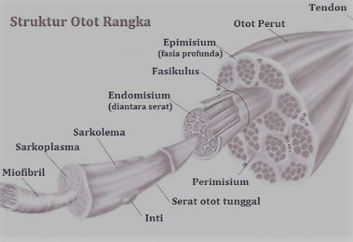 Detail Gambar Struktur Otot Rangka Nomer 20