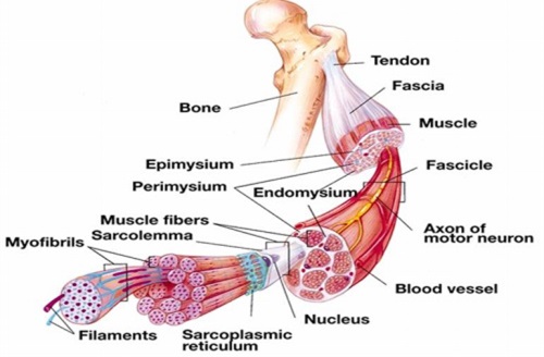 Detail Gambar Struktur Otot Rangka Nomer 4