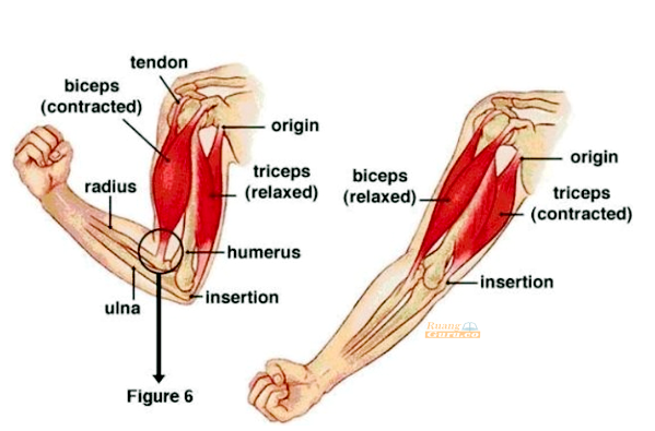 Detail Gambar Struktur Otot Rangka Nomer 37