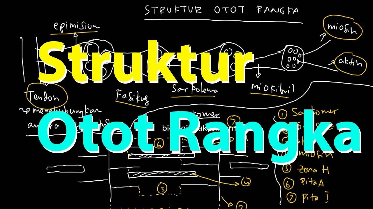 Detail Gambar Struktur Otot Rangka Nomer 38