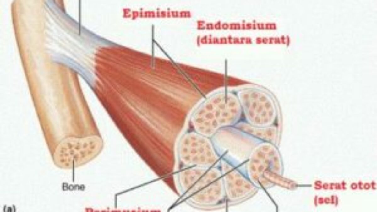 Detail Gambar Struktur Otot Rangka Nomer 42