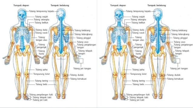 Detail Gambar Struktur Otot Rangka Nomer 44