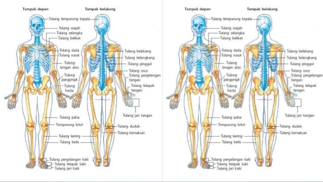 Detail Gambar Struktur Otot Rangka Nomer 44