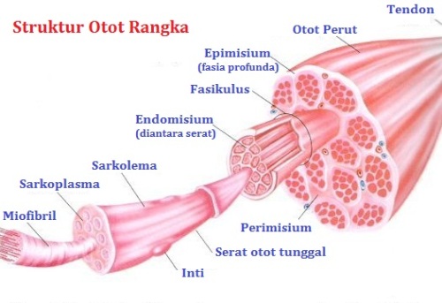 Detail Gambar Struktur Otot Rangka Nomer 5