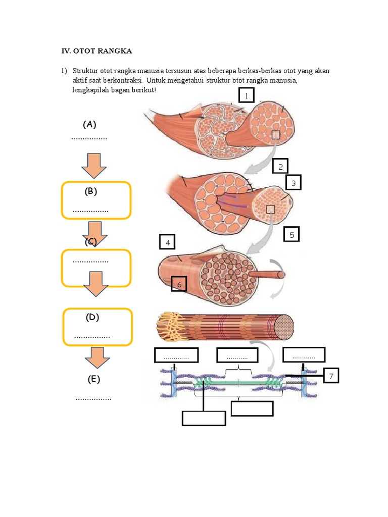 Detail Gambar Struktur Otot Rangka Nomer 48