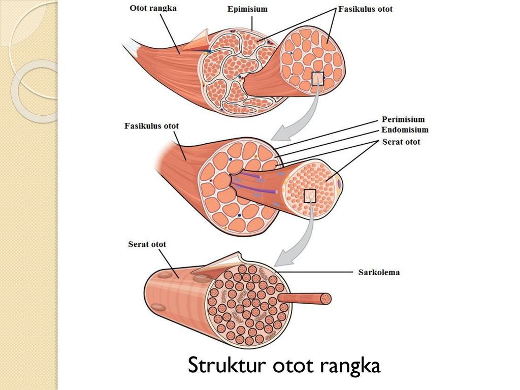 Detail Gambar Struktur Otot Rangka Nomer 53