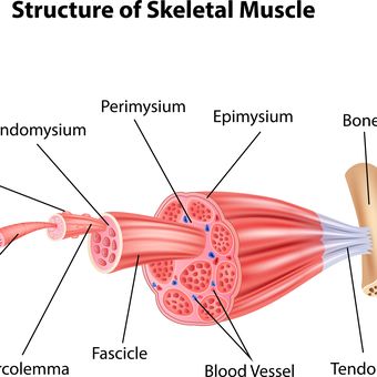 Detail Gambar Struktur Otot Rangka Nomer 6