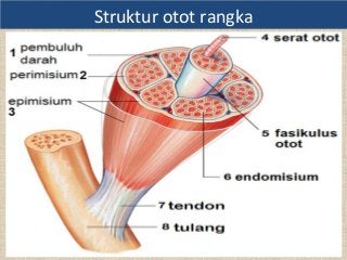 Detail Gambar Struktur Otot Rangka Nomer 8