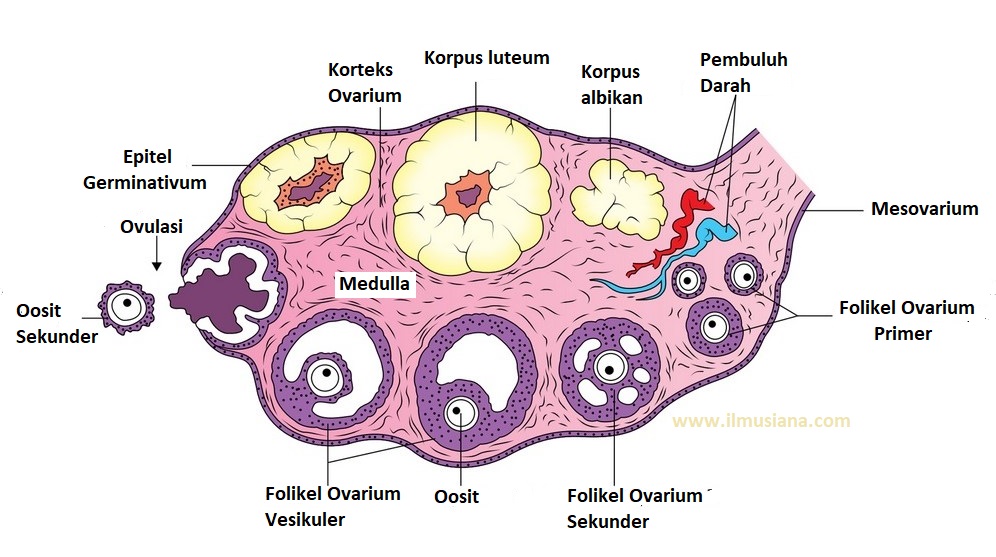 Detail Gambar Struktur Ovarium Nomer 2