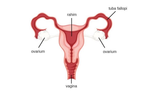 Detail Gambar Struktur Ovarium Nomer 11