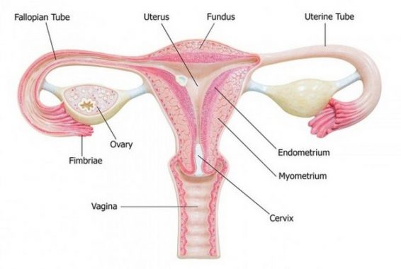 Detail Gambar Struktur Ovarium Nomer 3