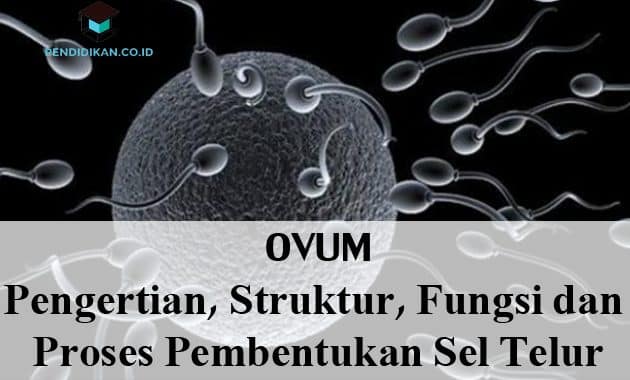 Detail Gambar Struktur Ovarium Nomer 24