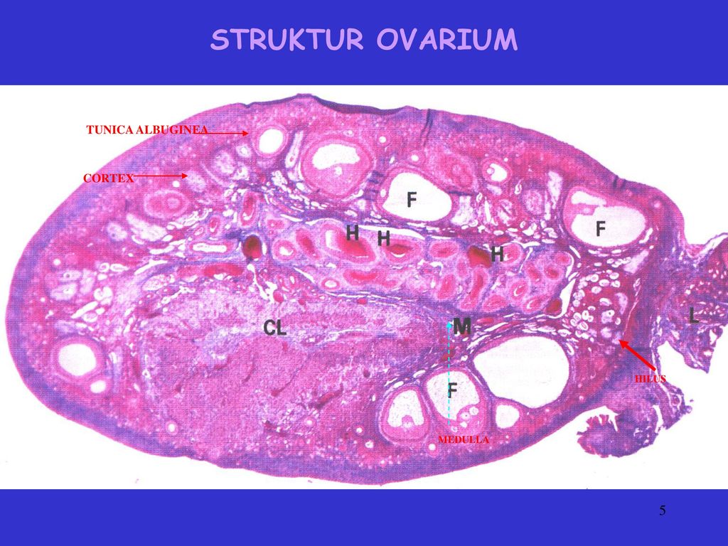 Detail Gambar Struktur Ovarium Nomer 28