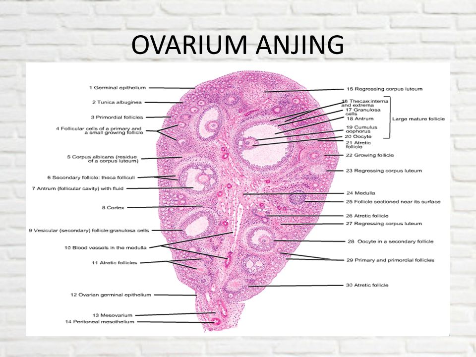 Detail Gambar Struktur Ovarium Nomer 43