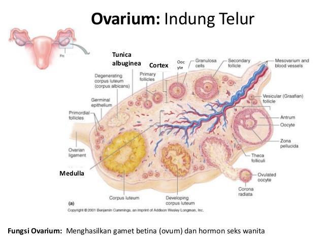 Detail Gambar Struktur Ovarium Nomer 44