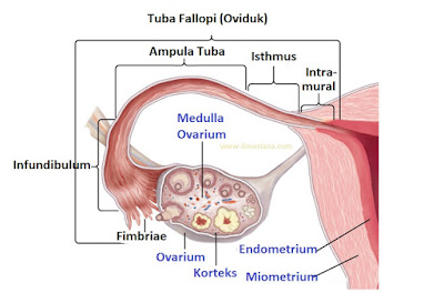 Detail Gambar Struktur Ovarium Nomer 46