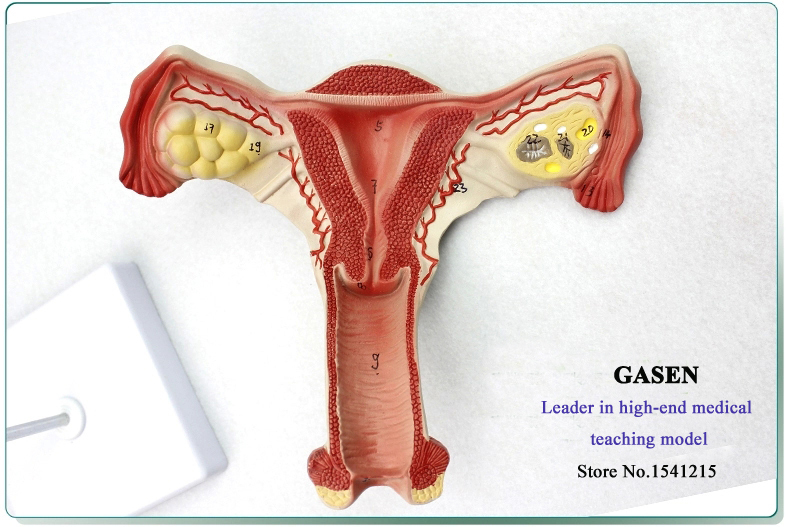 Detail Gambar Struktur Ovarium Nomer 48