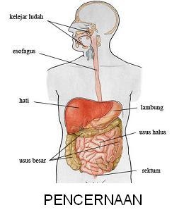 Detail Gambar Struktur Pencernaan Nomer 12