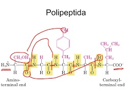 Gambar Struktur Polipeptida - KibrisPDR