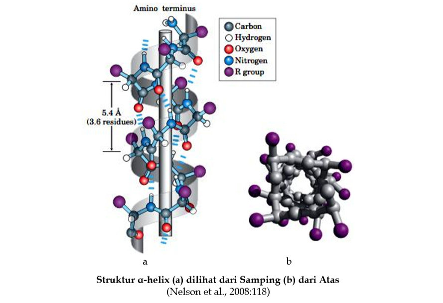 Detail Gambar Struktur Polipeptida Nomer 18