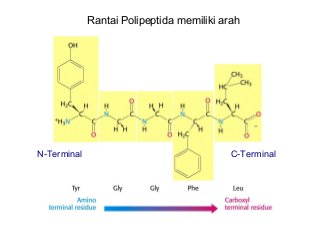 Detail Gambar Struktur Polipeptida Nomer 20