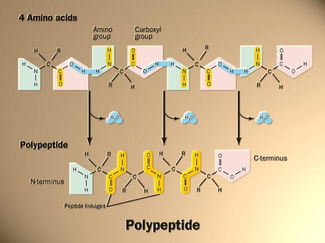 Detail Gambar Struktur Polipeptida Nomer 22